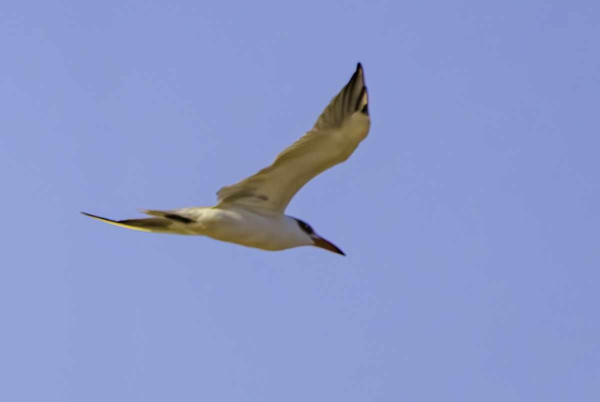 Lesser Crested Tern - ML620580510