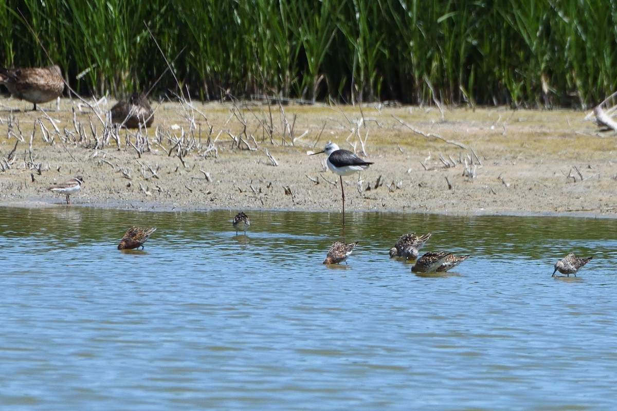 Black-winged Stilt - ML620580511