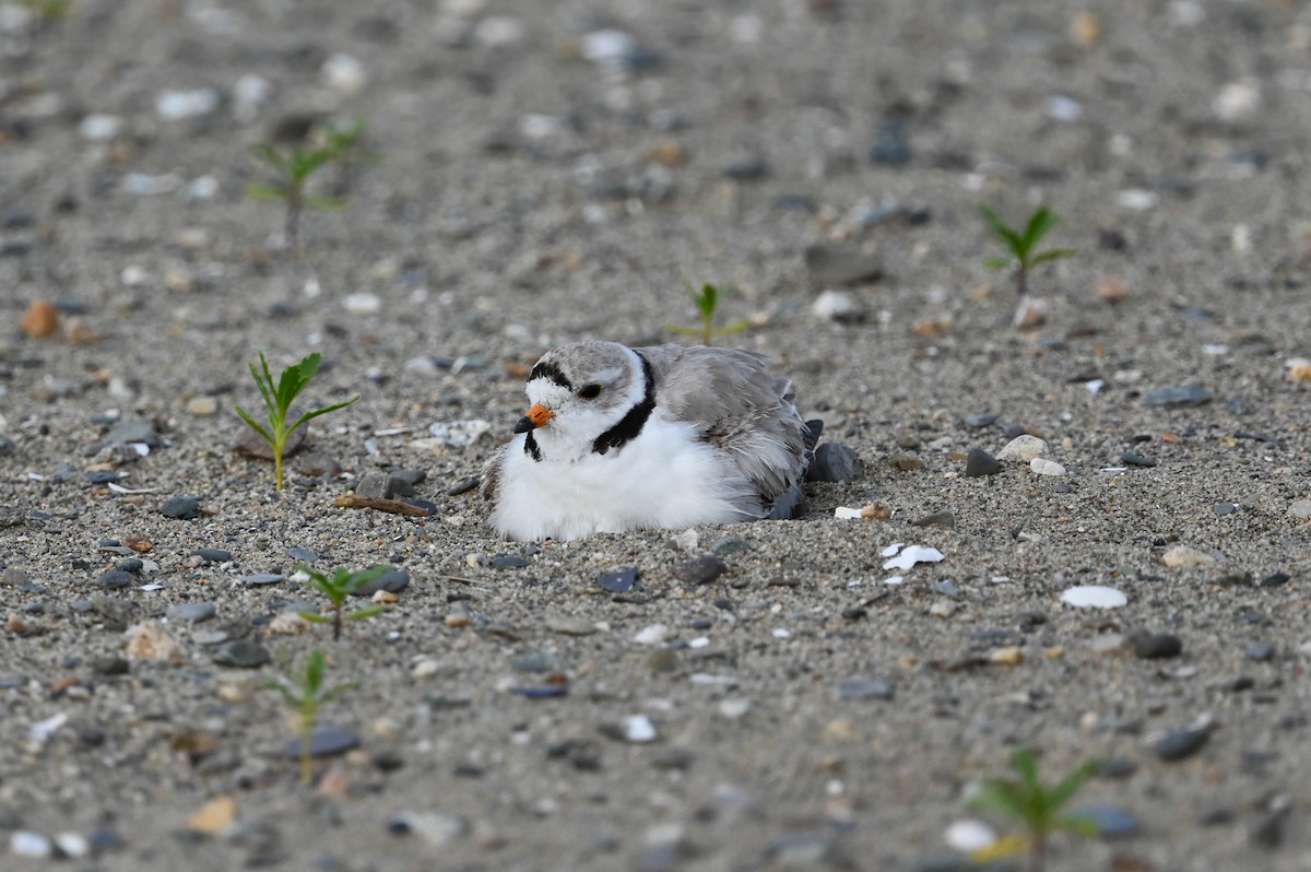 Piping Plover - ML620580523