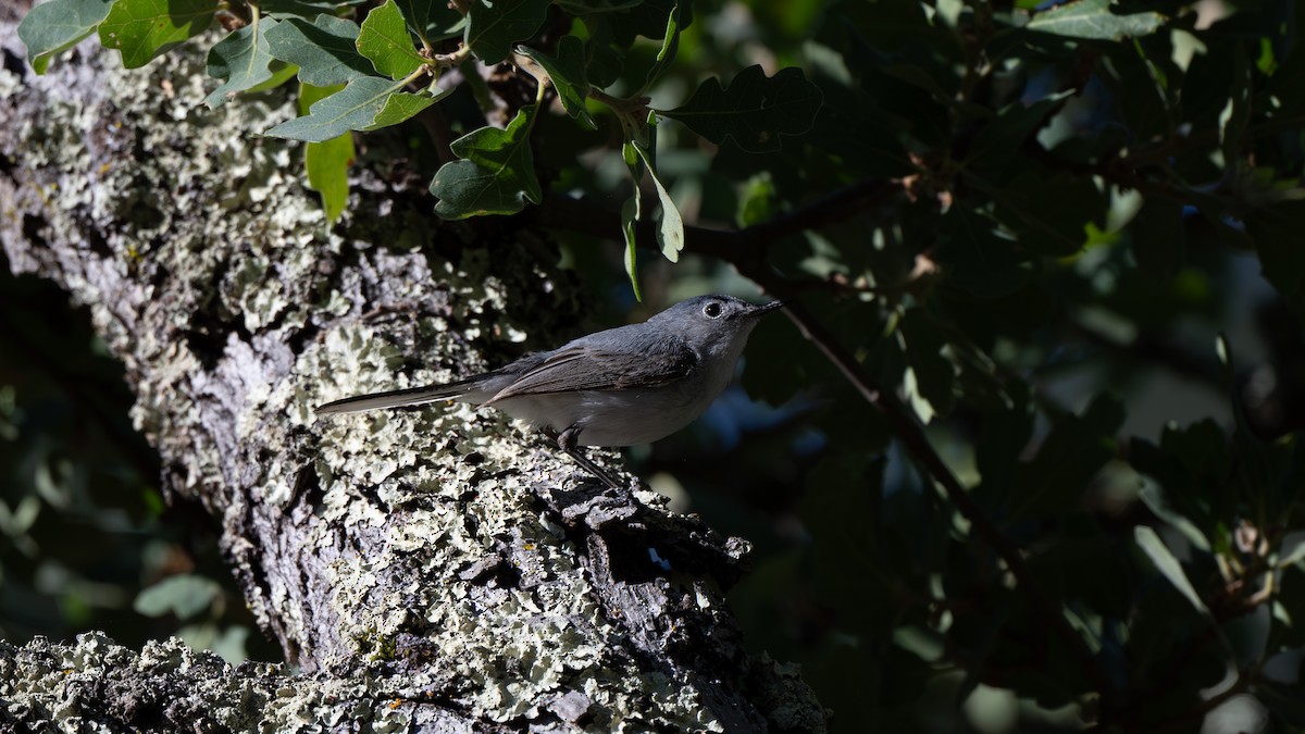 Blue-gray Gnatcatcher - ML620580534