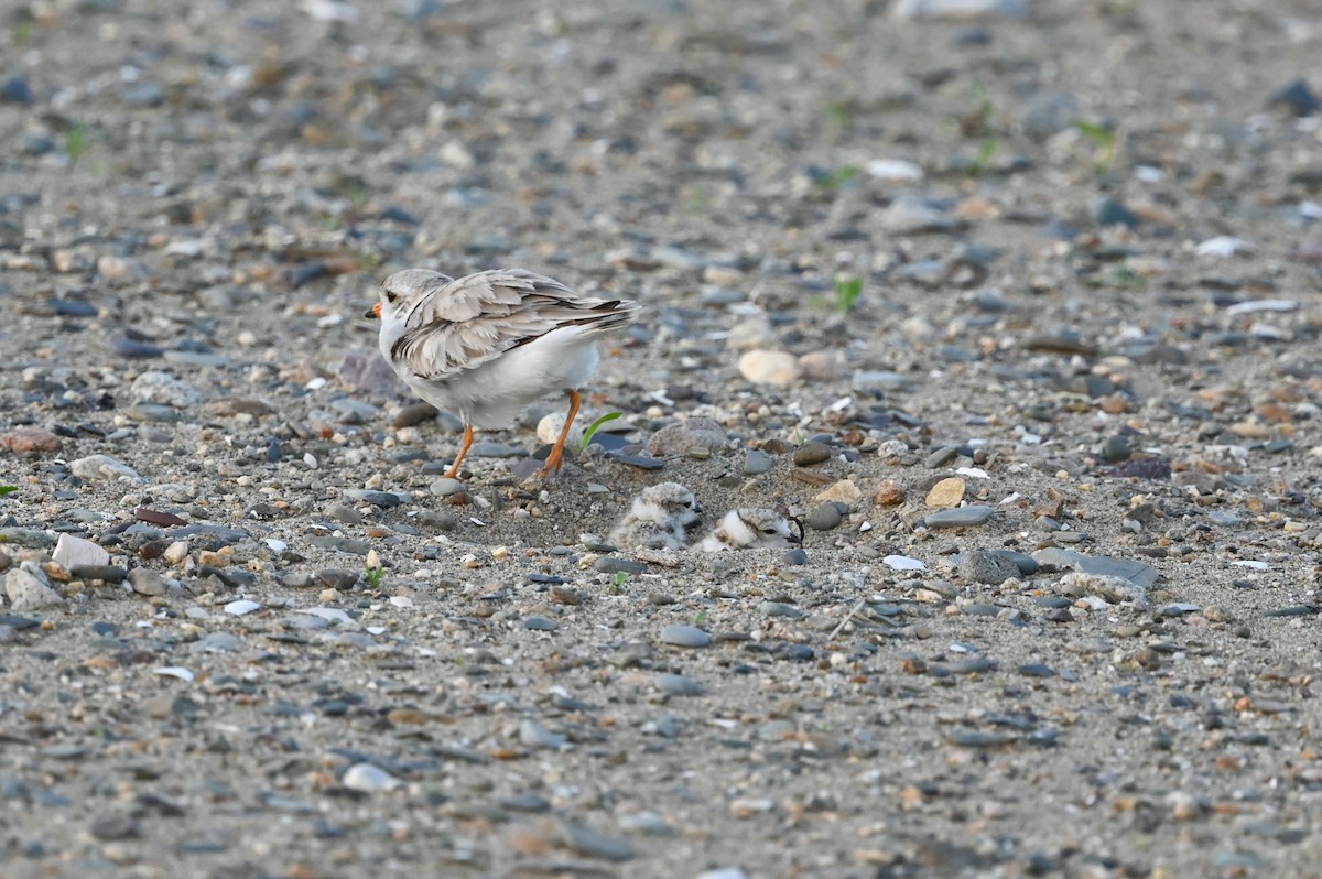 Piping Plover - ML620580536