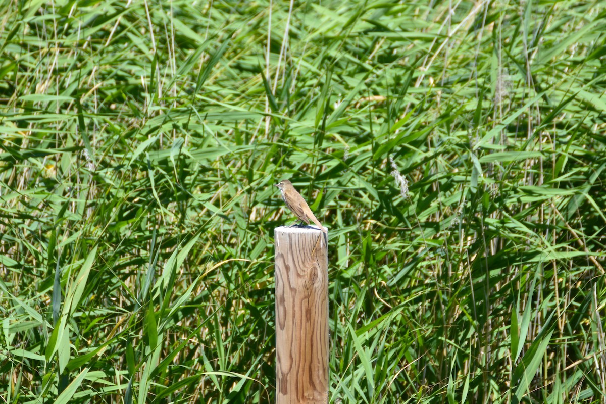 Great Reed Warbler - ML620580538