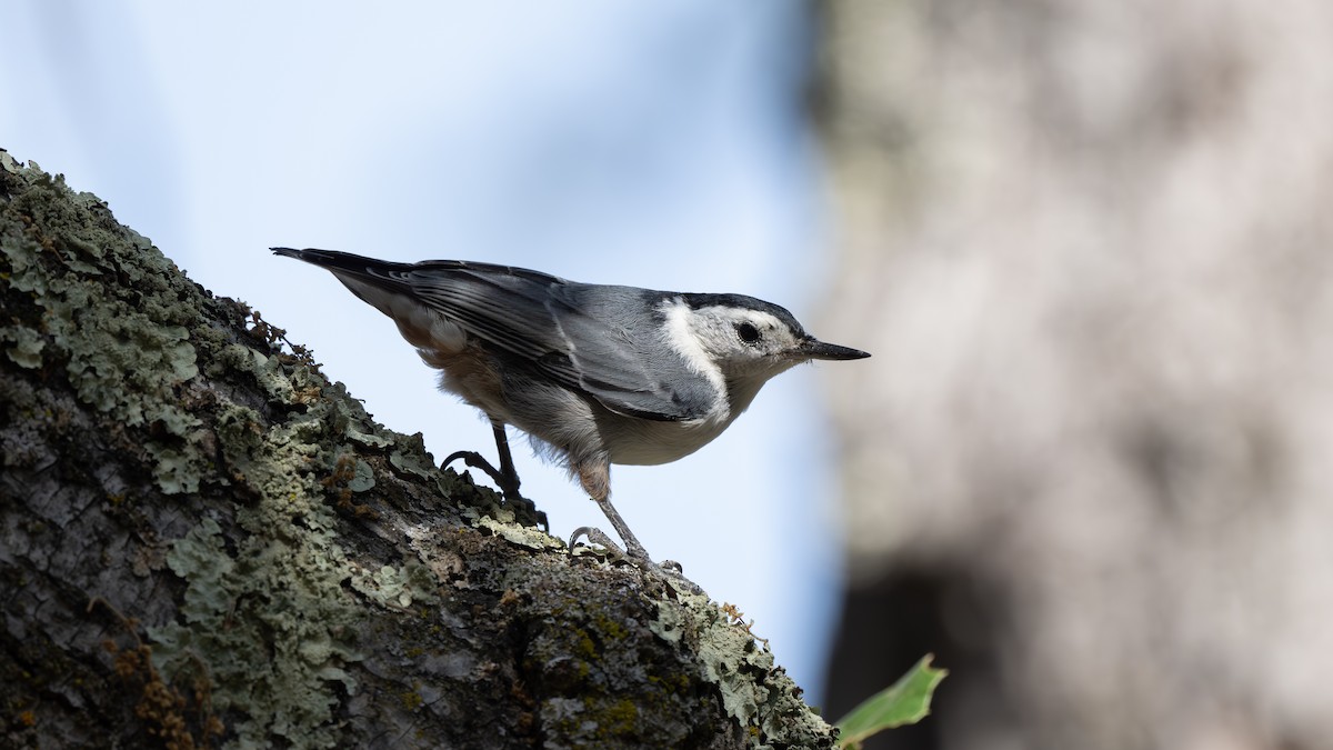 White-breasted Nuthatch - ML620580540