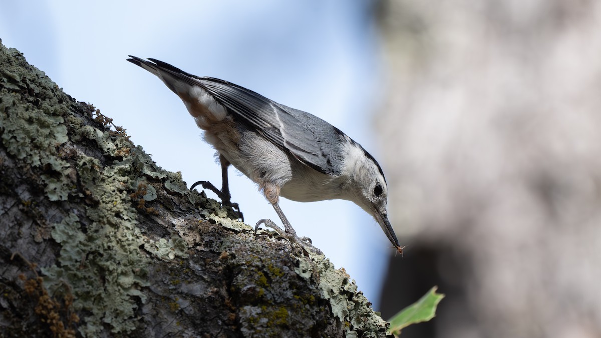 White-breasted Nuthatch - ML620580541