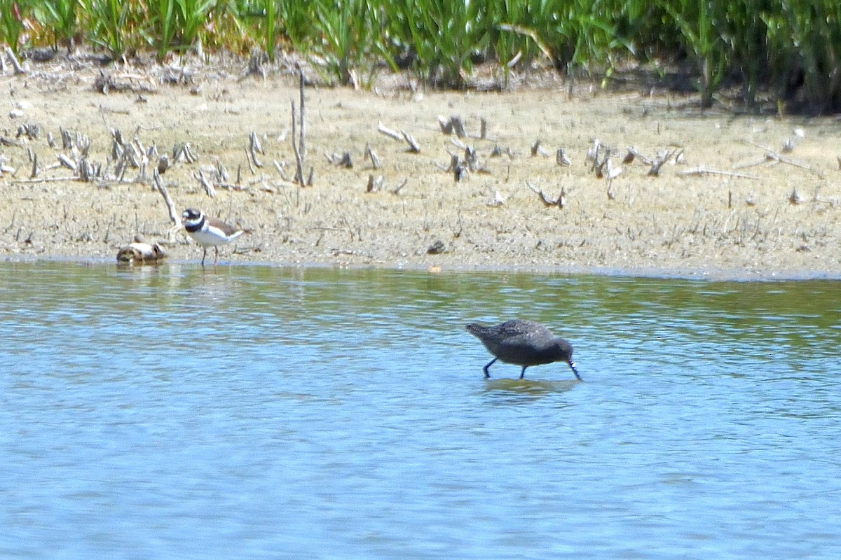 Spotted Redshank - ML620580544