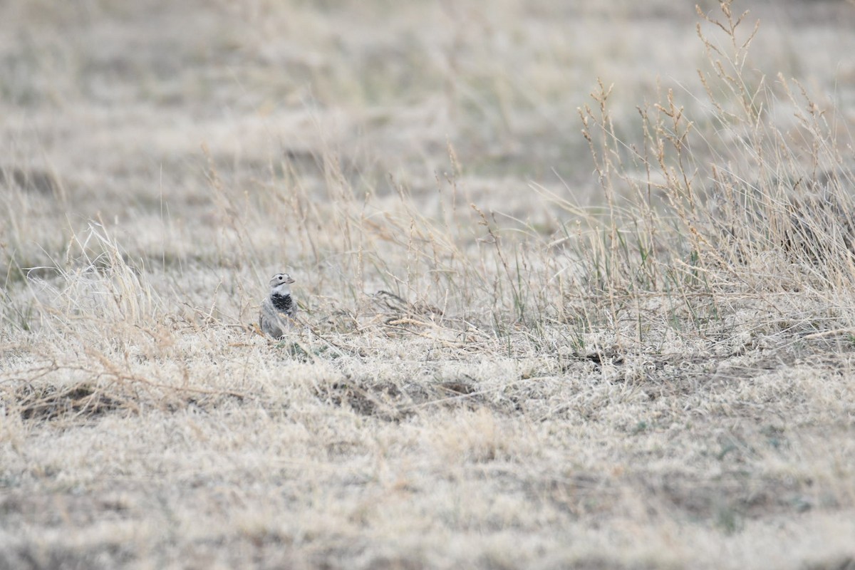 Thick-billed Longspur - ML620580546
