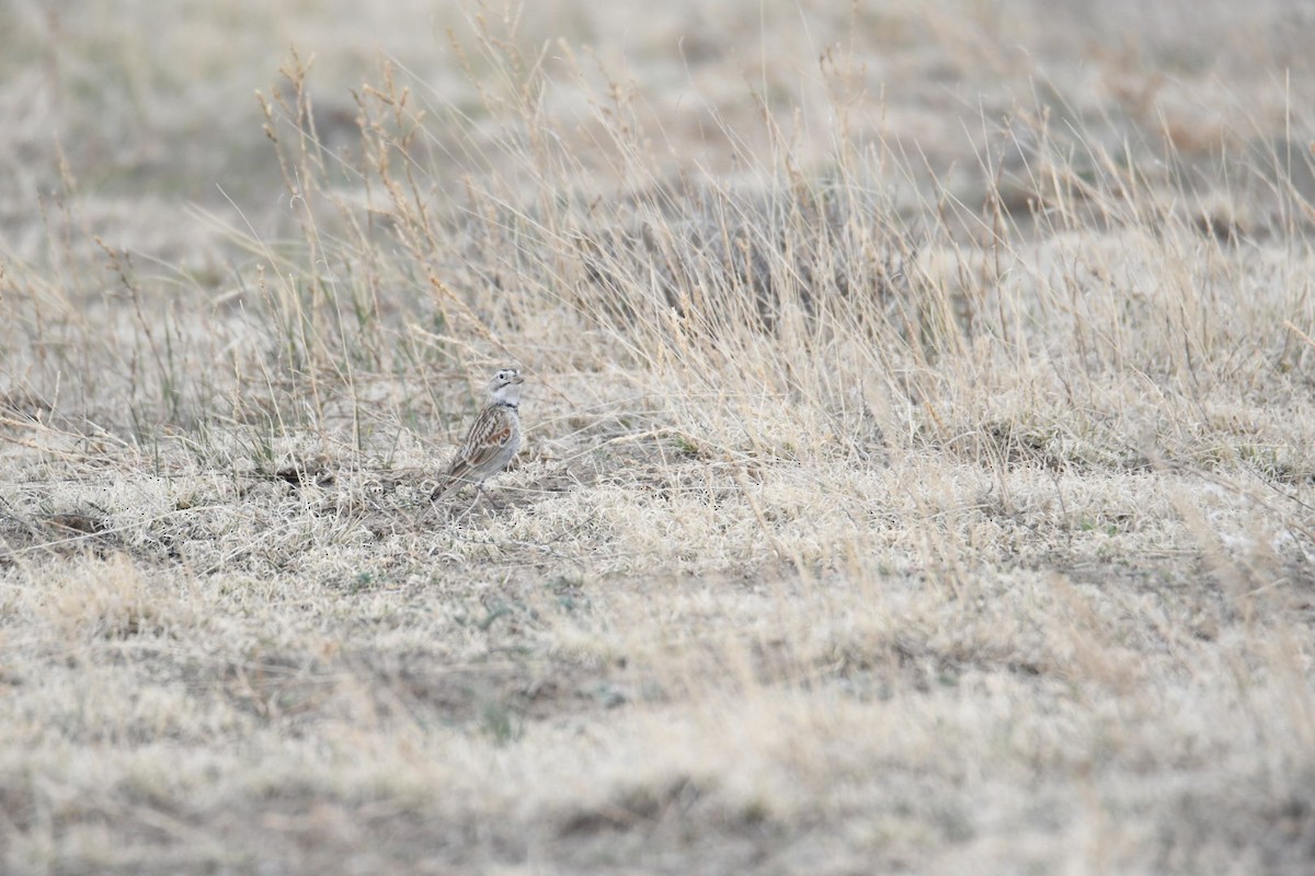 Thick-billed Longspur - ML620580547