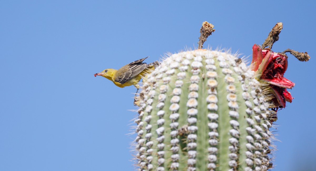 Hooded Oriole (nelsoni Group) - ML620580551