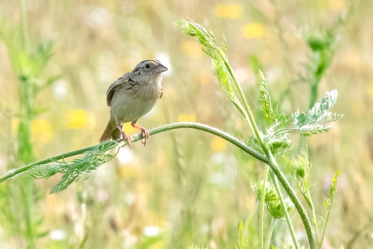 Grasshopper Sparrow - ML620580557