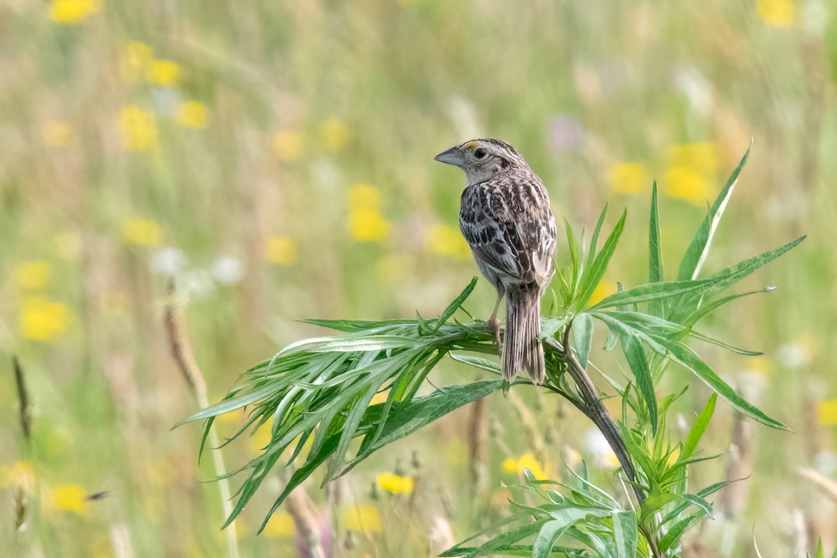 Grasshopper Sparrow - Sue Barth