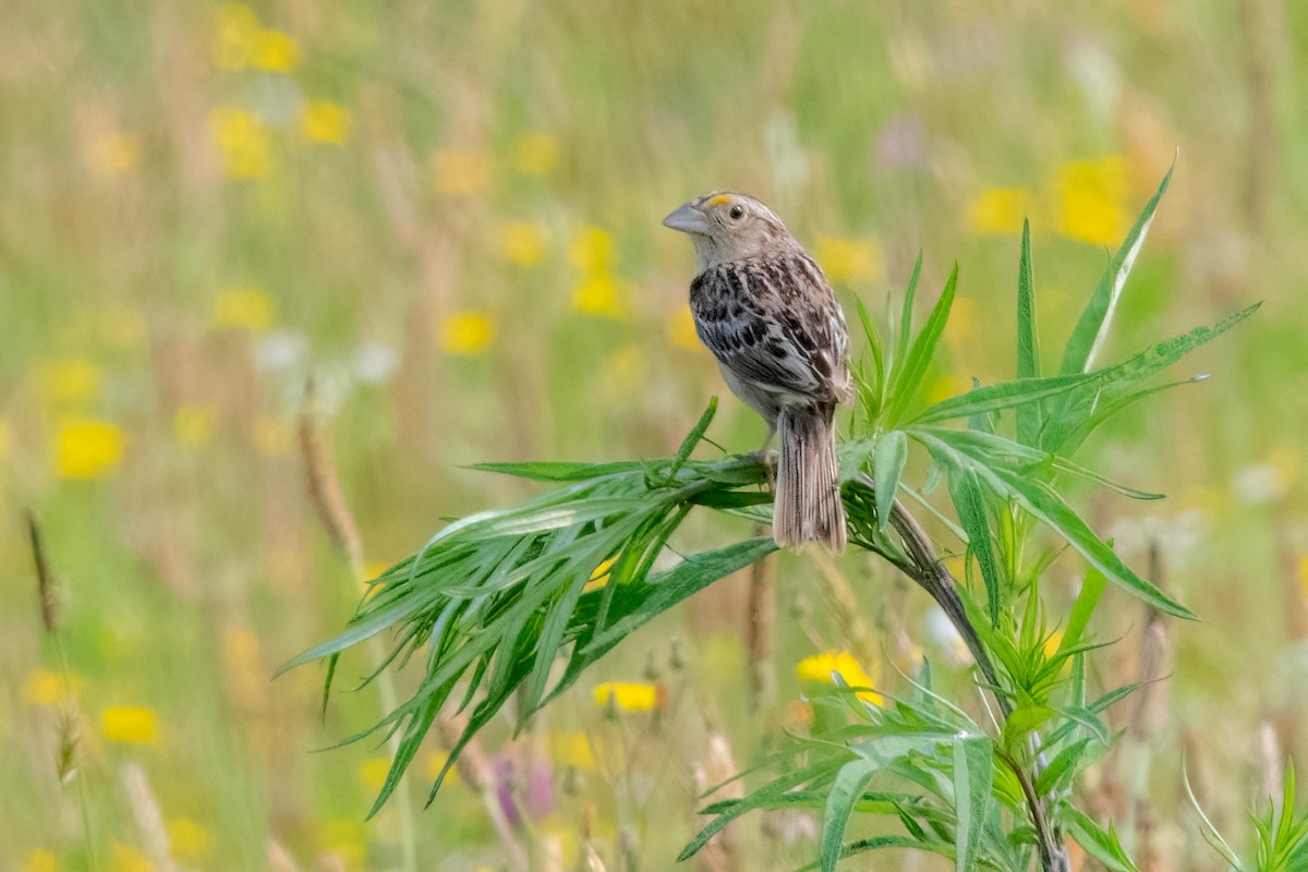 Grasshopper Sparrow - ML620580560