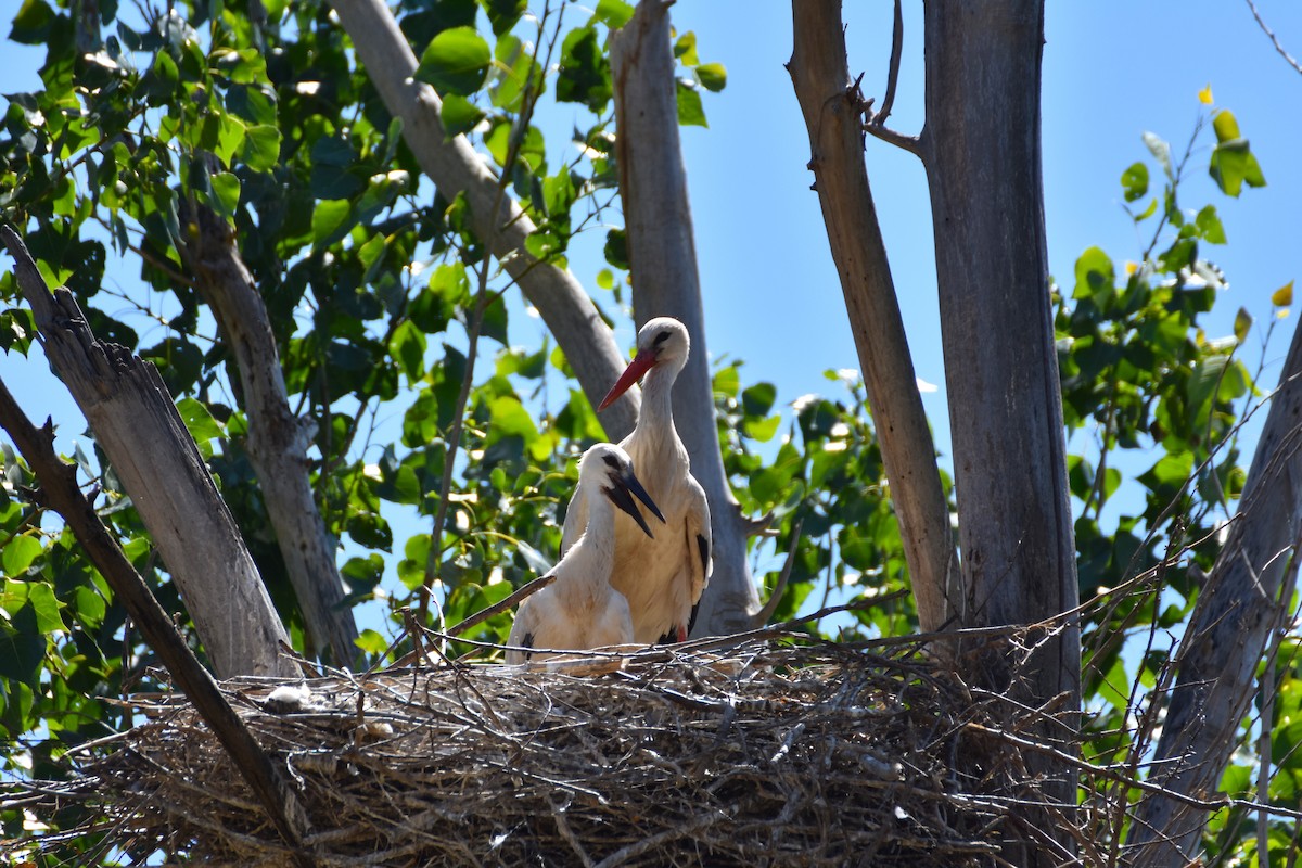 White Stork - ML620580562