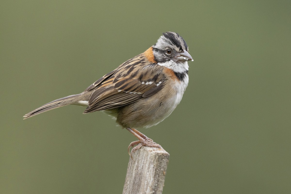 Rufous-collared Sparrow - ML620580568