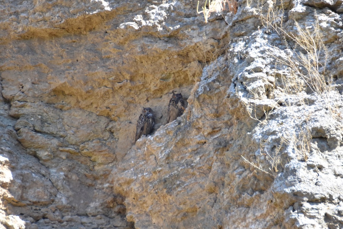 Eurasian Eagle-Owl - ML620580574