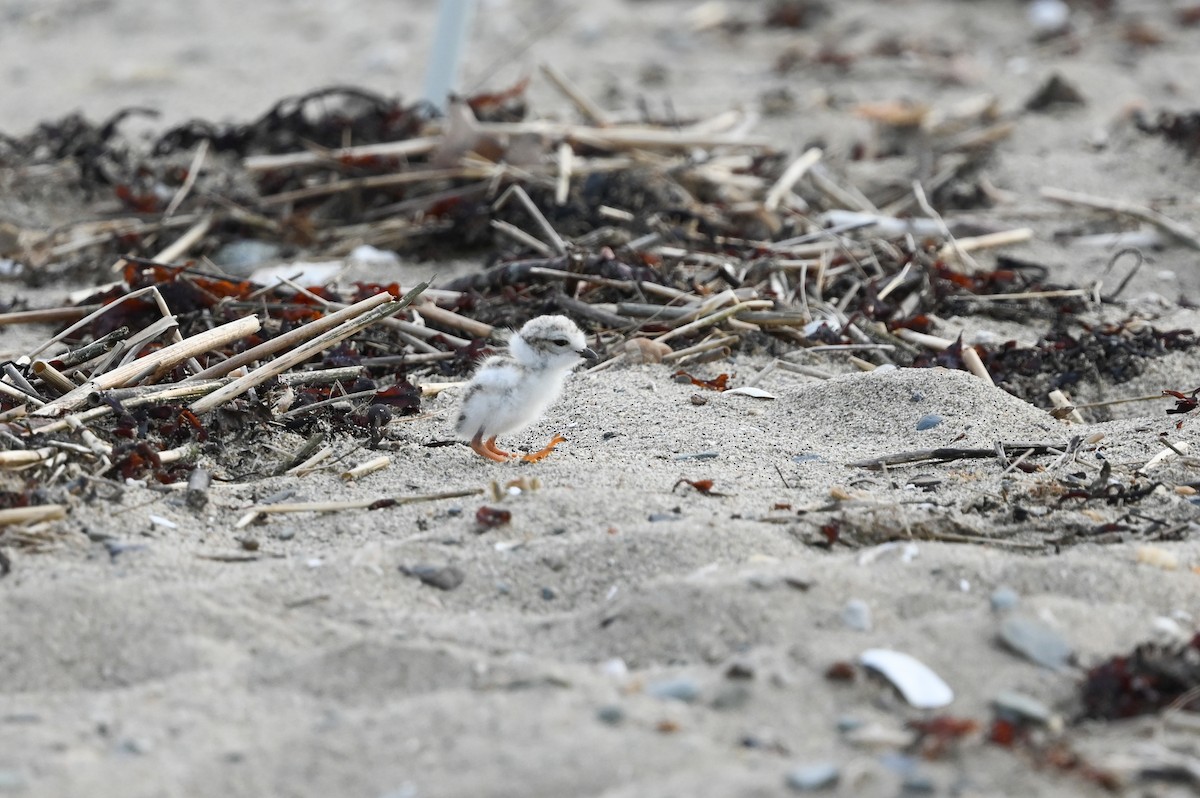 Piping Plover - ML620580578