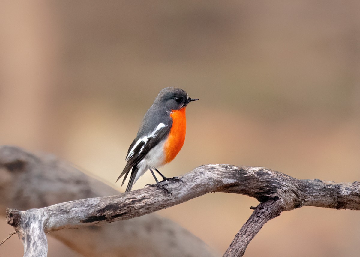 Flame Robin - ML620580582