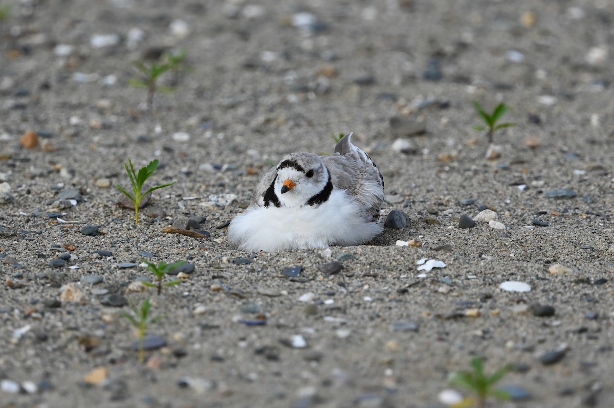 Piping Plover - ML620580600
