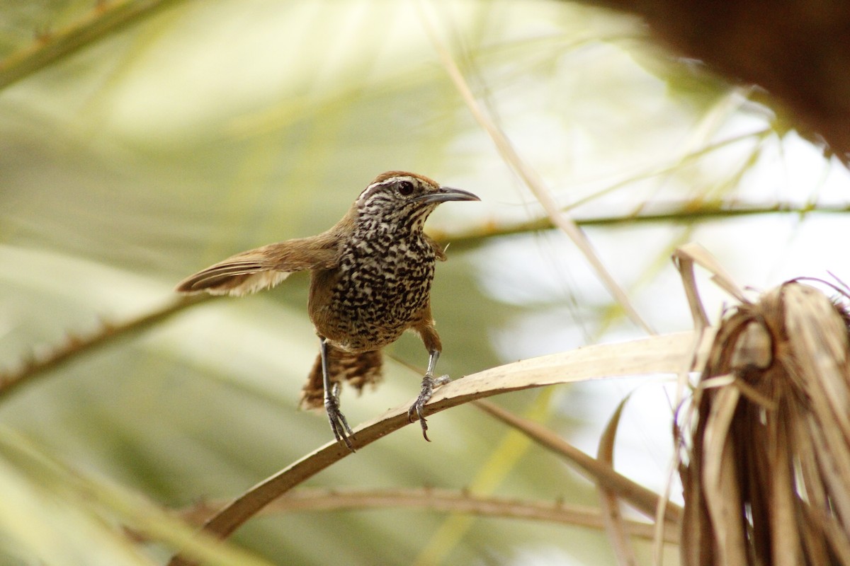 Spot-breasted Wren - ML620580601