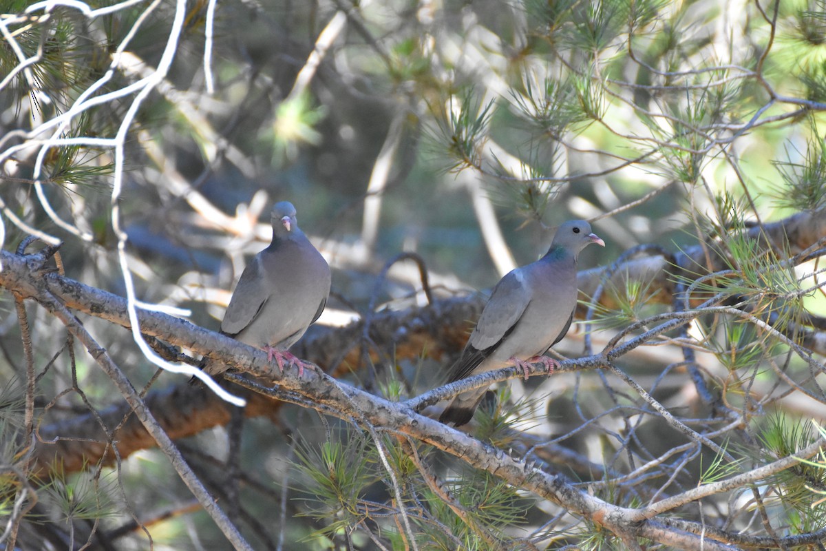 Pigeon colombin - ML620580602