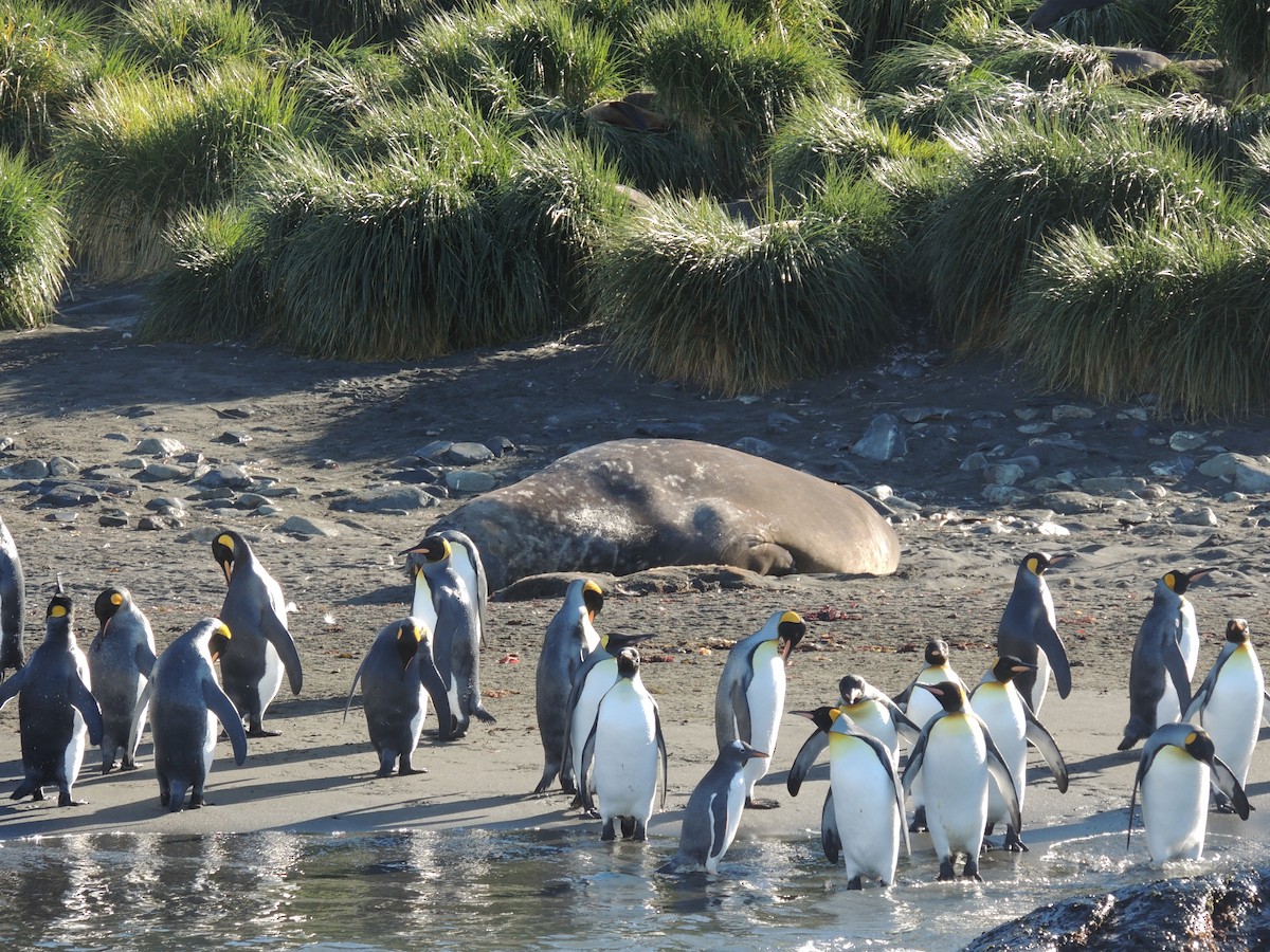 tučňák patagonský - ML620580611