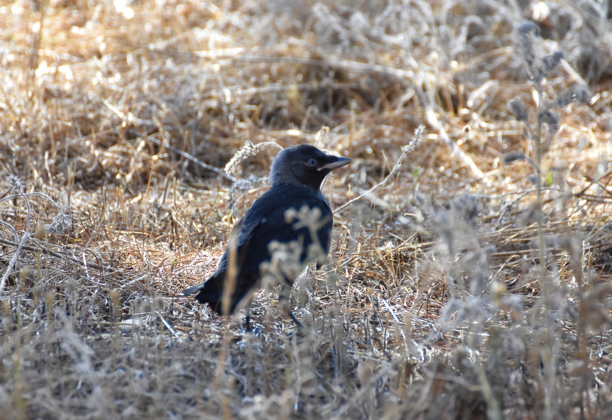 Eurasian Jackdaw - ML620580615