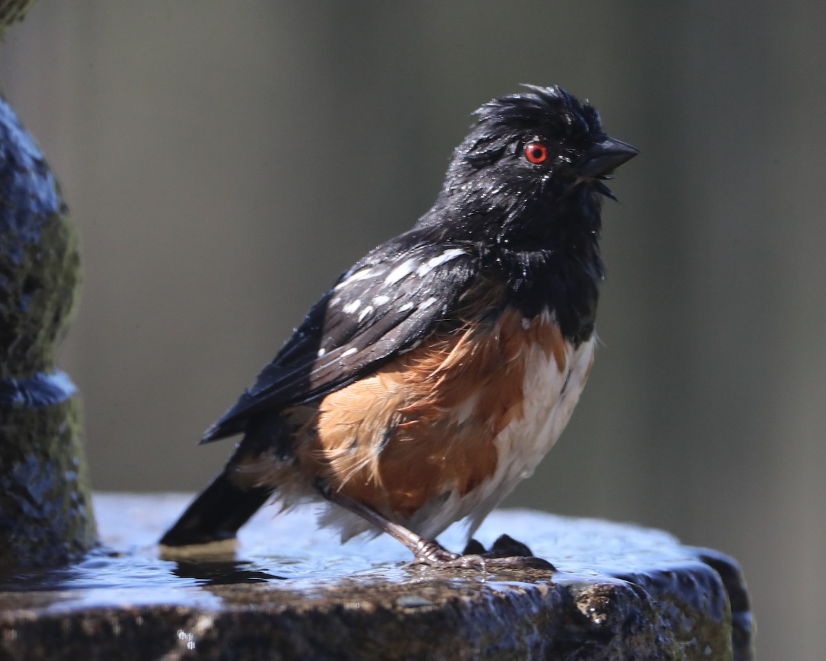 Spotted Towhee - ML620580622