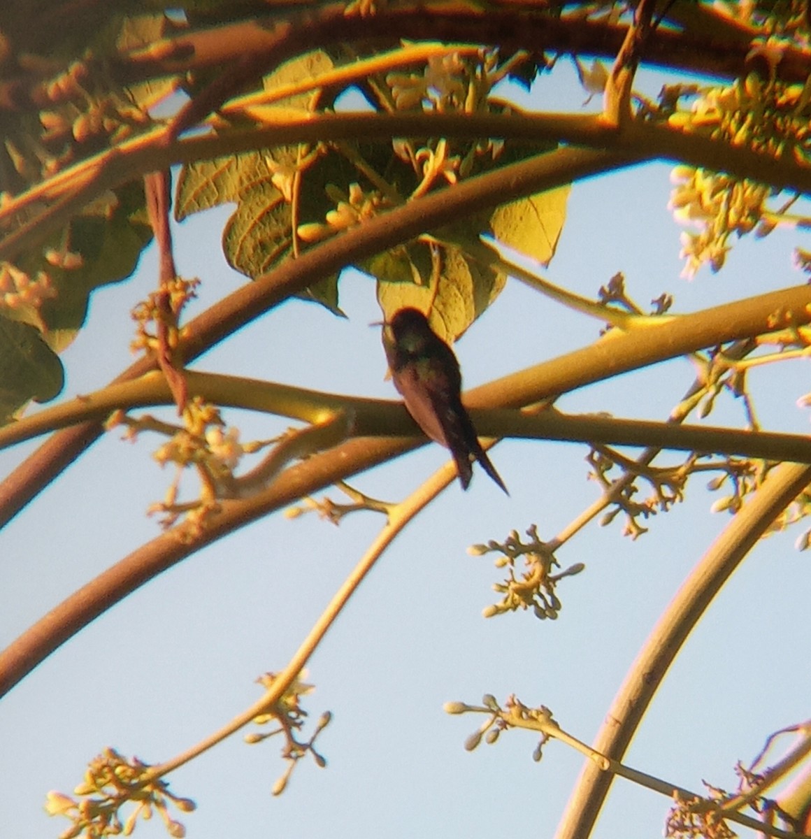 Swallow-tailed Hummingbird - ML620580623