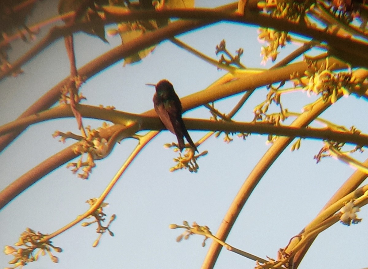 Swallow-tailed Hummingbird - ML620580624