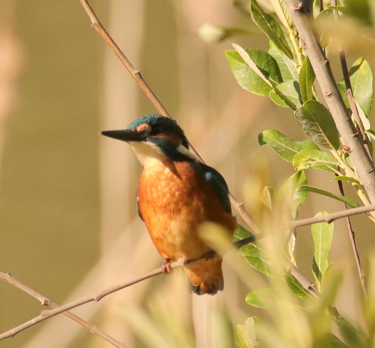 Martin-pêcheur d'Europe - ML620580627