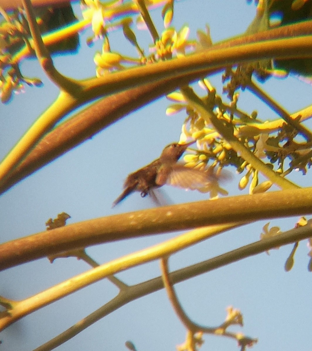 kolibřík safírový - ML620580630