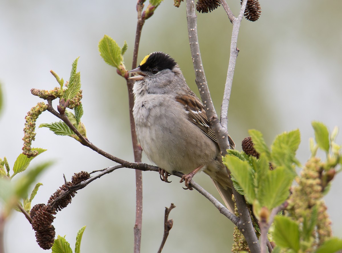 Golden-crowned Sparrow - ML620580638