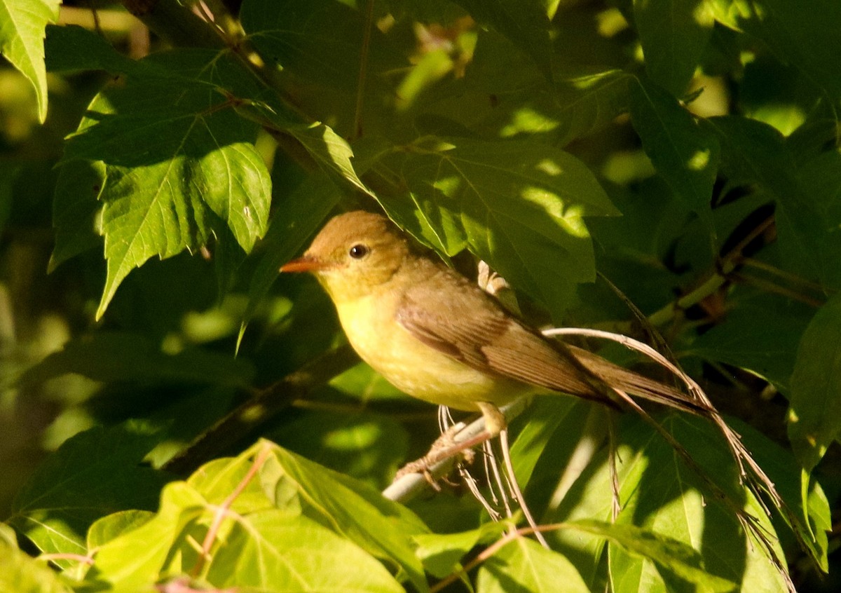 Melodious Warbler - ML620580639