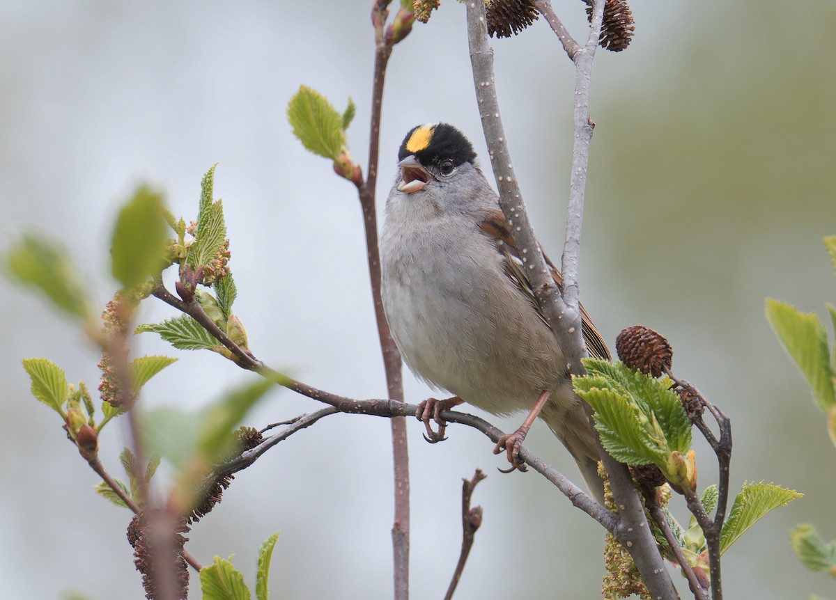 Golden-crowned Sparrow - ML620580640