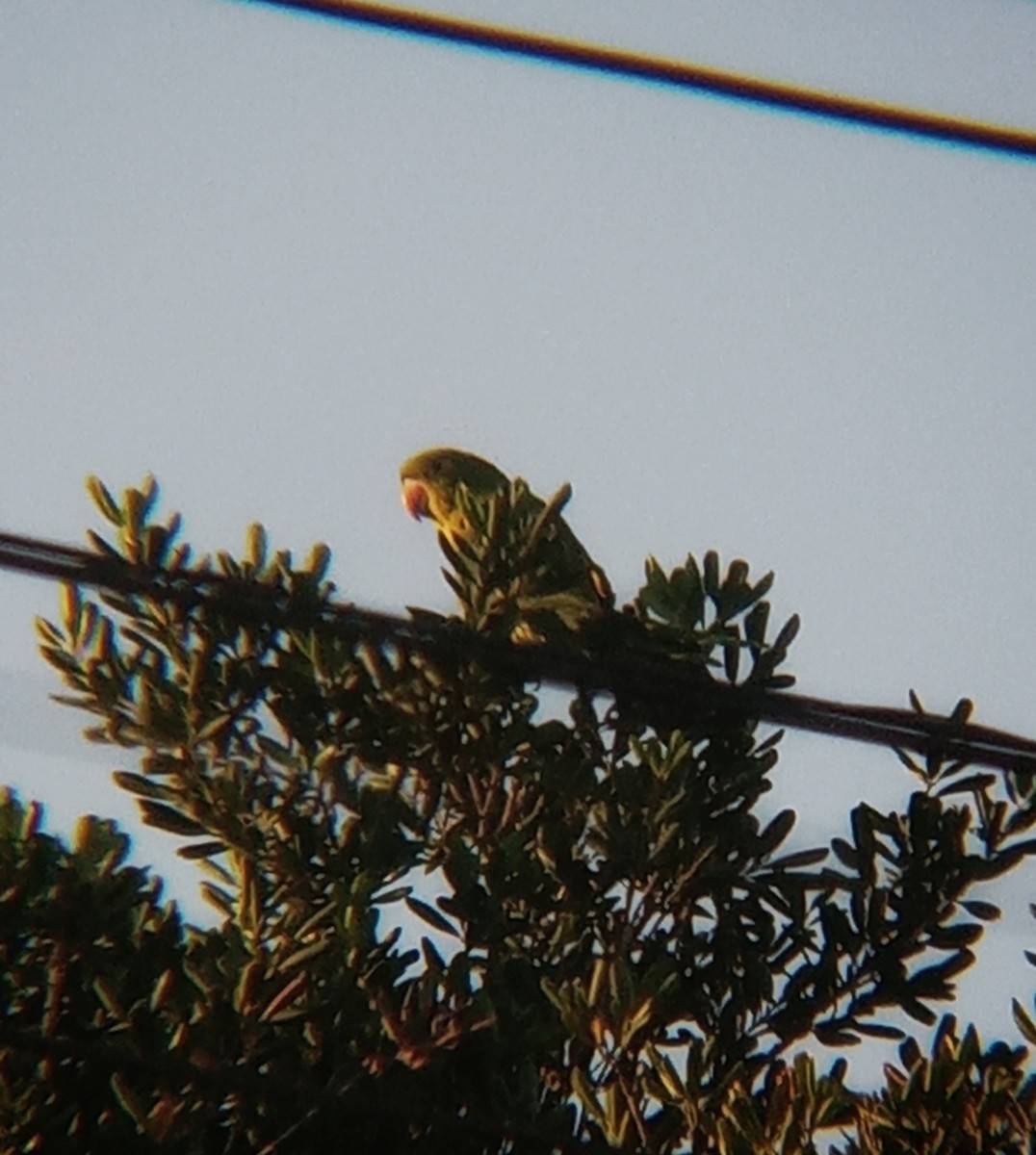 Aratinga Ojiblanca - ML620580646