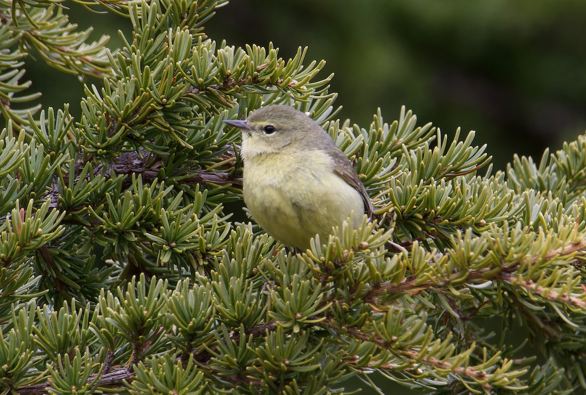 Orange-crowned Warbler - ML620580647