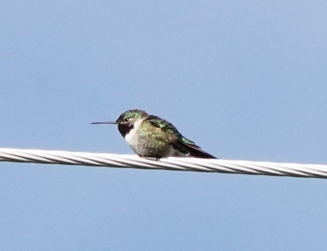 Broad-tailed Hummingbird - ML620580648