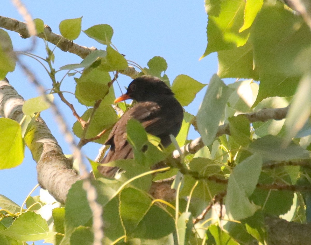 Eurasian Blackbird - ML620580651