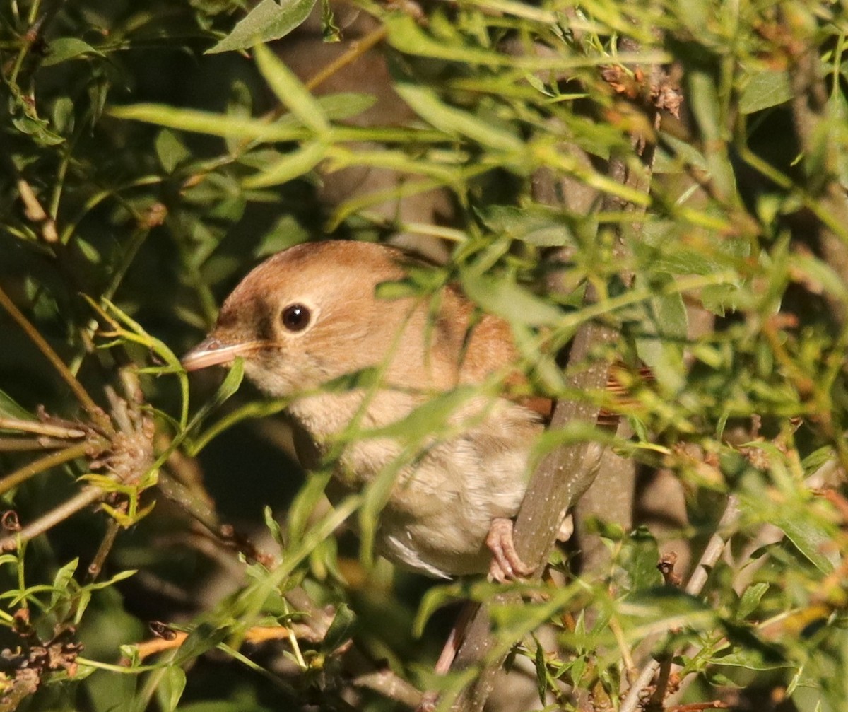 Common Nightingale - ML620580653