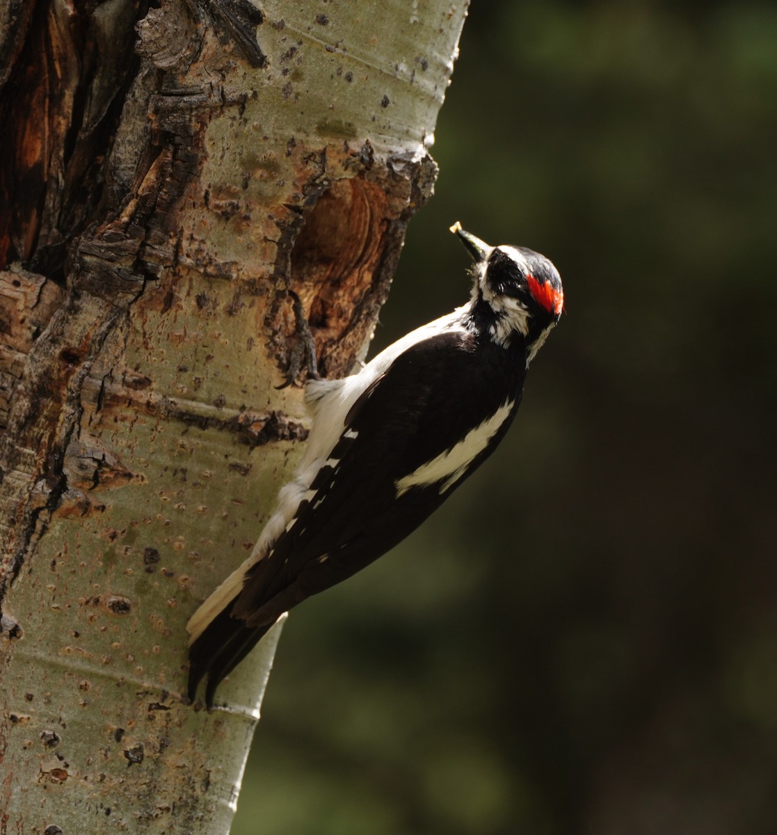Hairy Woodpecker (Rocky Mts.) - ML620580659