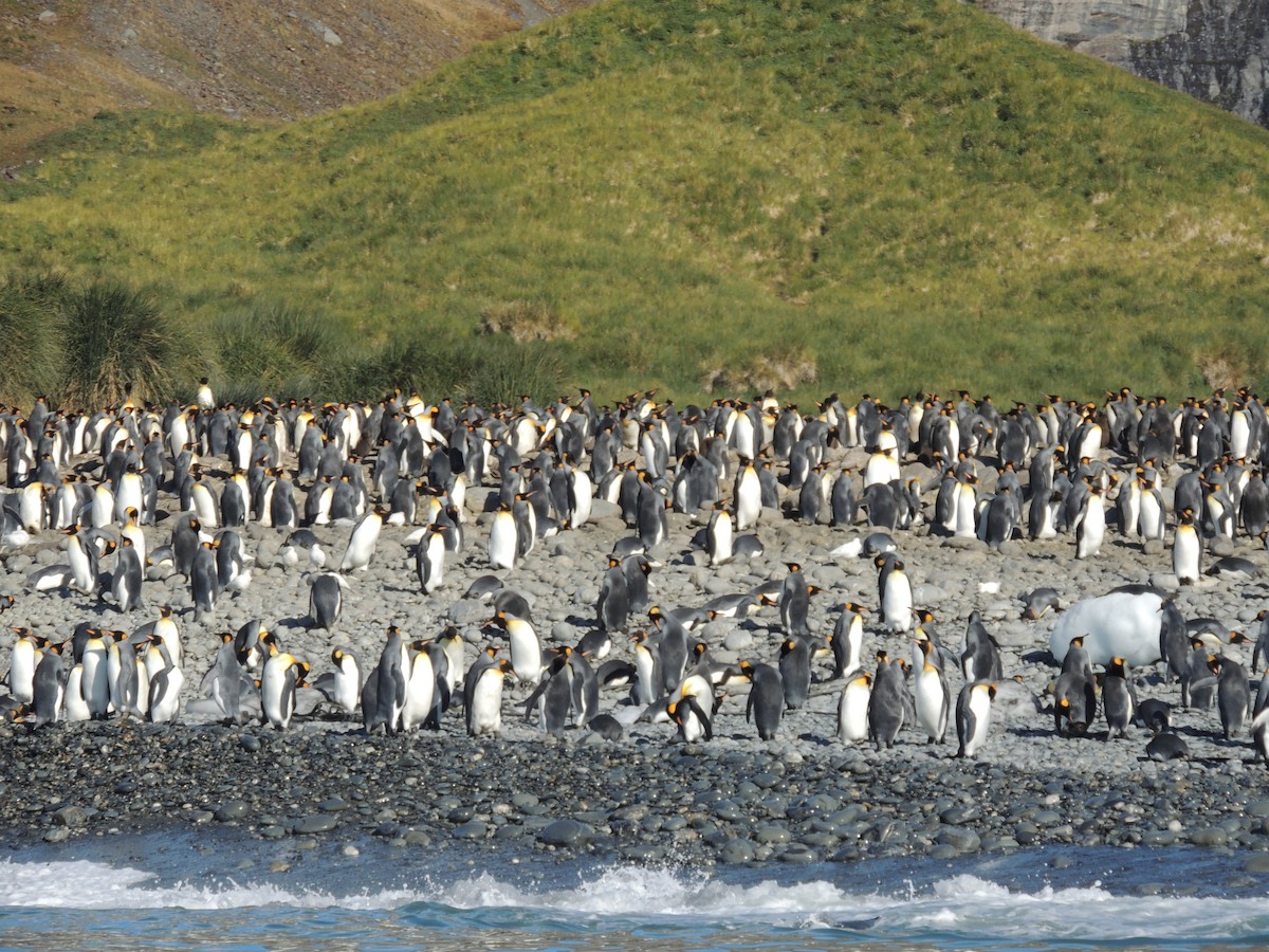 tučňák patagonský - ML620580660