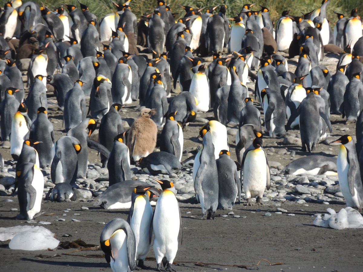 tučňák patagonský - ML620580661