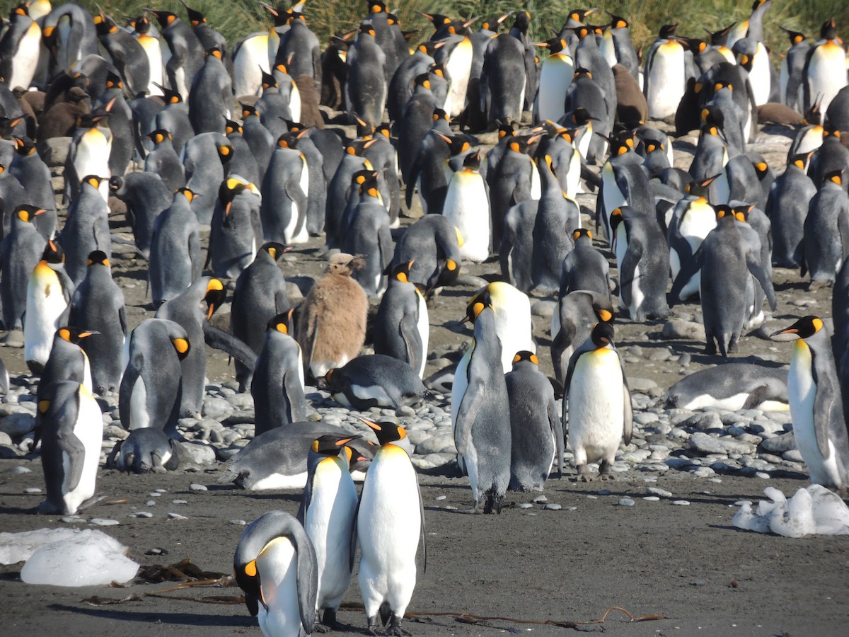 King Penguin - ML620580661