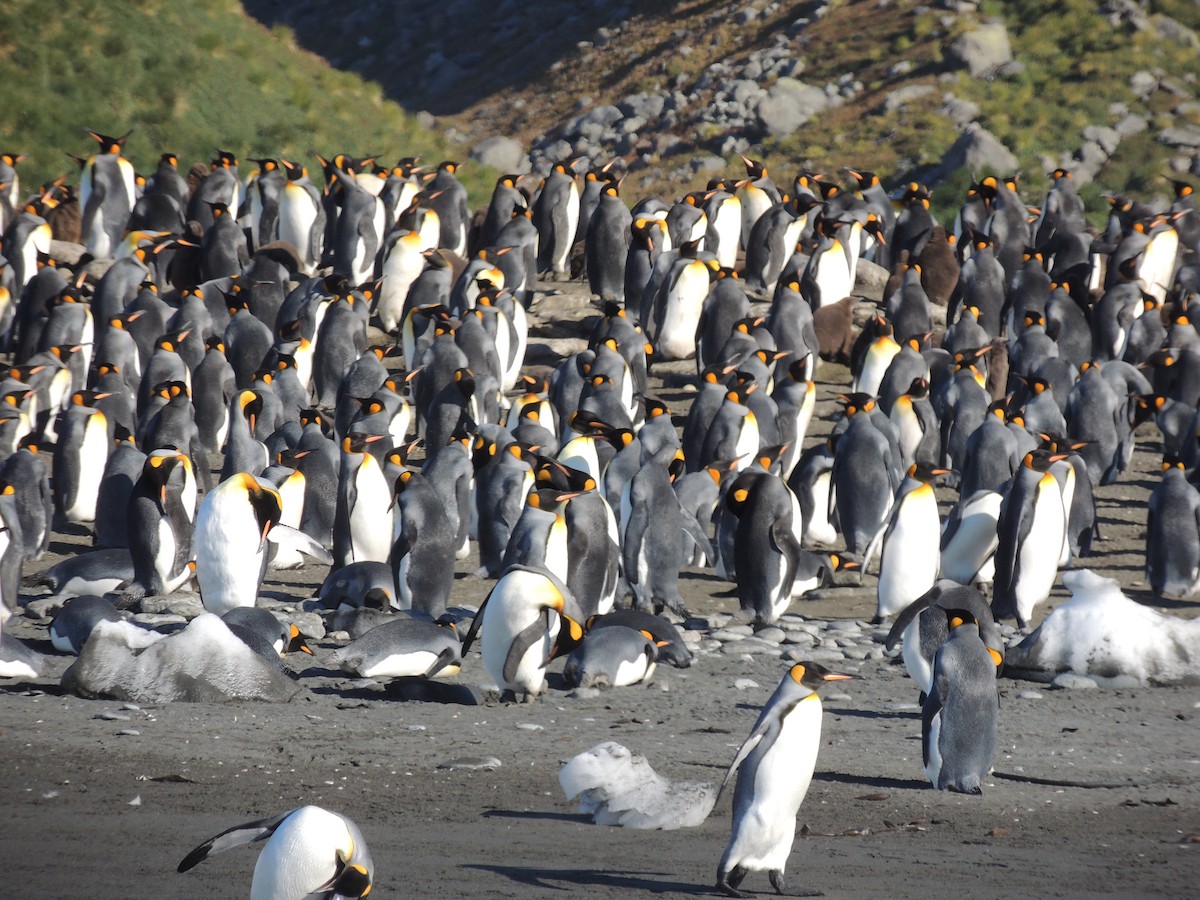 King Penguin - ML620580662