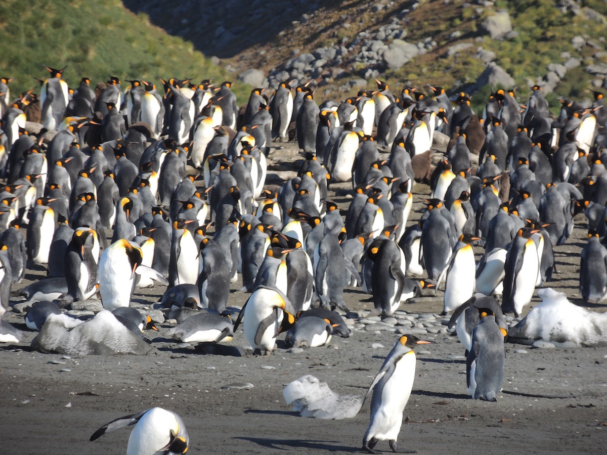 tučňák patagonský - ML620580662