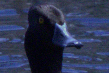 Ring-necked Duck - ML620580668