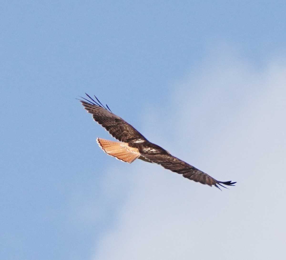 Red-tailed Hawk - ML620580676