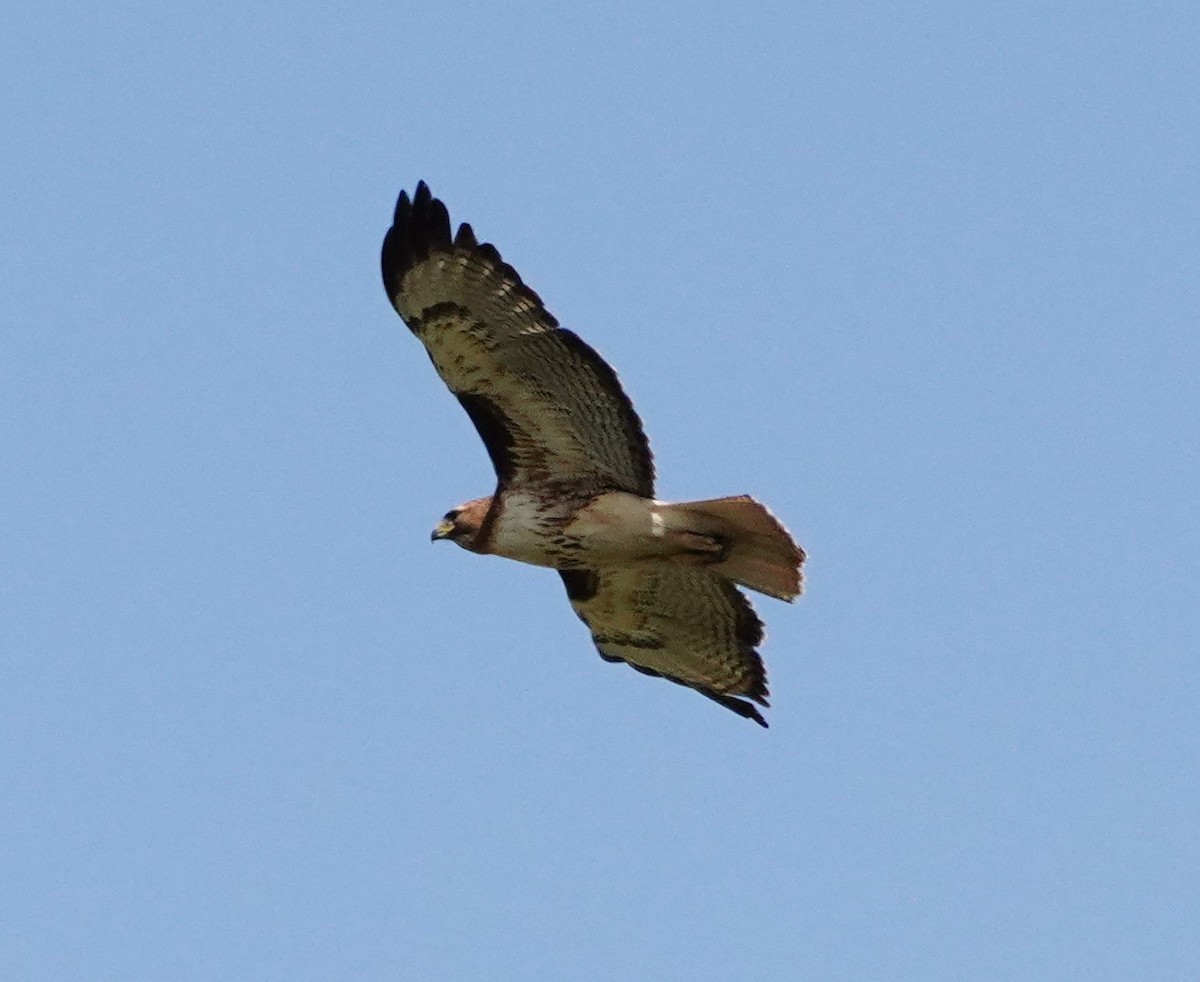 Red-tailed Hawk - ML620580679