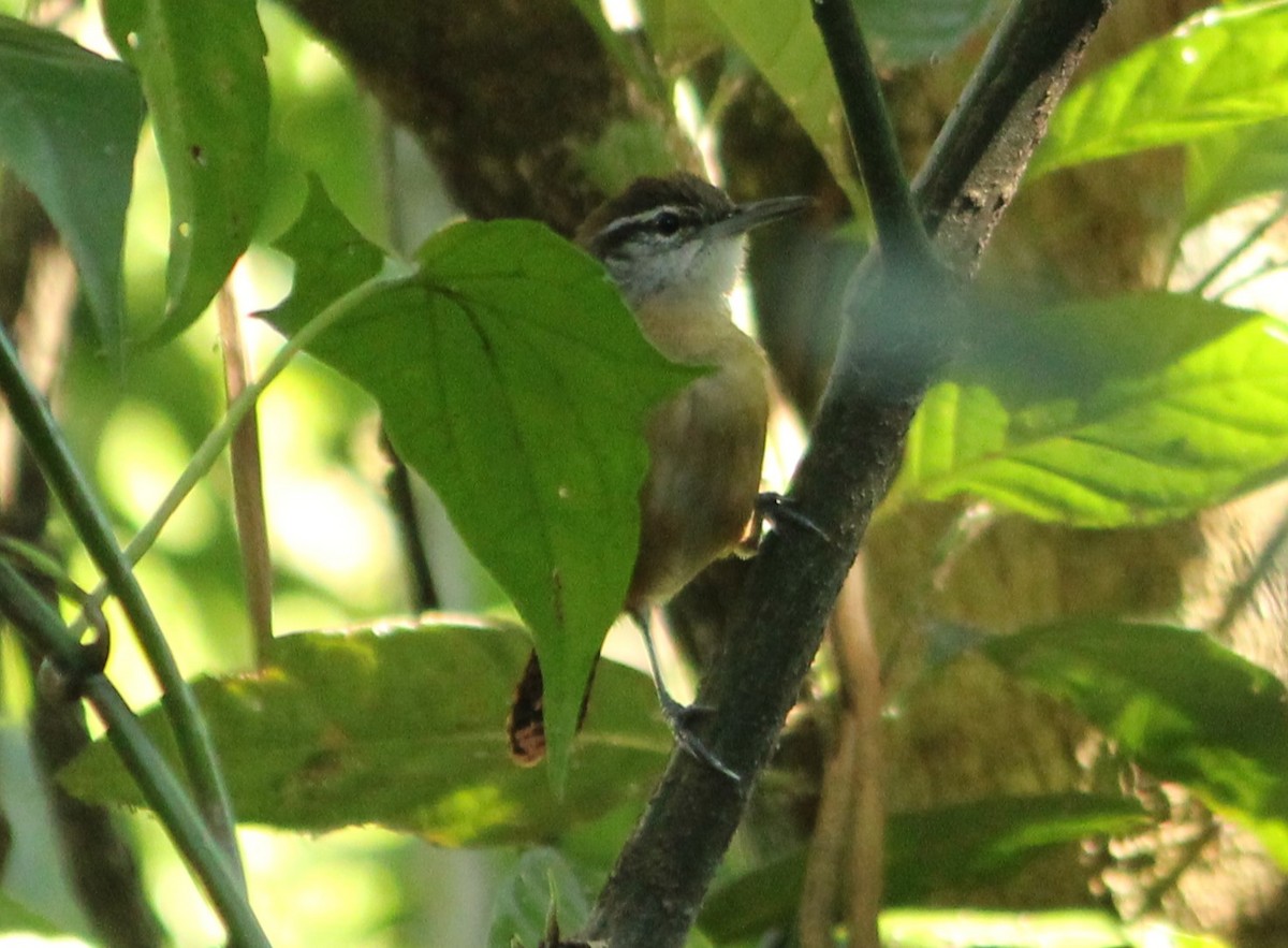 Long-billed Wren - ML620580681