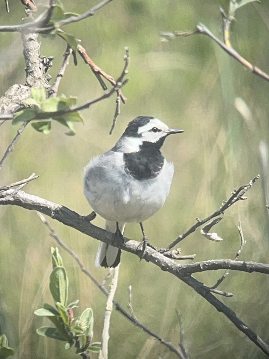 White Wagtail - ML620580684