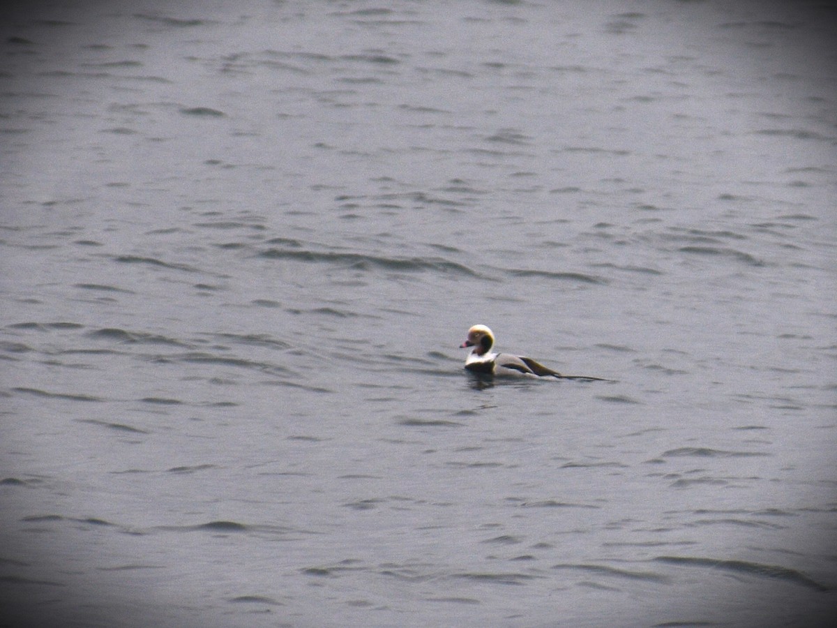 Long-tailed Duck - ML620580692